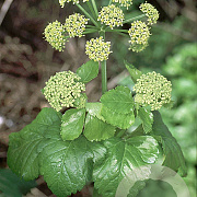 Smyrnium olusatrum GM zaad KG