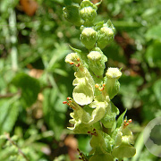 Teucrium scorodonia GM zaad 100 gram