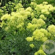 Thalictrum flavum GM zaad 100 gram