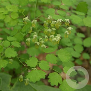 Thalictrum minus GM zaad KG