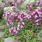 Thymus pulegioides GM zaad KG