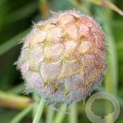 Trifolium fragiferum GM zaad KG
