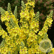 Verbascum densiflorum GM zaad 100 gram