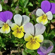 Viola tricolor GM zaad KG