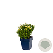 Aster (D) 'Schneekissen' GM  P11