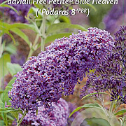 Buddleja Free Petite Blue Heaven 30-40 cm 2,5L