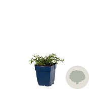 Cistus obtusifolius GM  P11