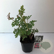 Dicentra spectabilis 10-12 cm 2,0L vierkant