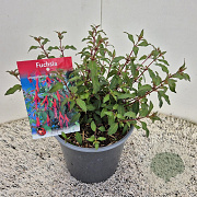 Fuchsia 'Riccartonii' 25 cm 2,5L