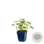 Geranium macr. 'Ingwersen's Var.' GM  P11