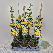 Jasminum nudiflorum 60-65 cm 2,5L
