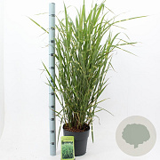 Miscanthus sin. 'Zebrinus' 50-80 cm 6,5L