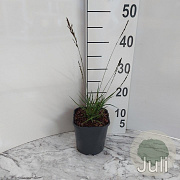 Molinia caerulea 'Edith Dudszus' GM 2,0L