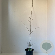 Parrotia persica 50-60 cm 3,5L
