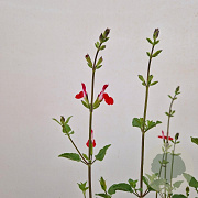 Salvia micr. 'Hot Lips' 30-35 cm 2,5L