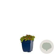 Sedum spurium 'Schorbuser Blut' GM  P11