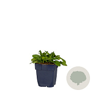 Stachys monieri GM  P11