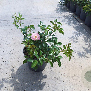 Rosa (P) 'The Fairy' GM C1.3