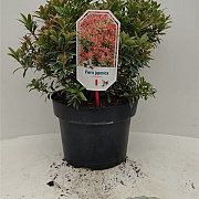Pieris jap. 'Little Heath' 30-40 cm 5,0L struik
