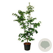 Cornus kousa 'Venus' 225-250 cm cont. 90L Pir. op stam extra