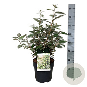 Elaeagnus ebb. 'Compacta' 40-50 cm 6L
