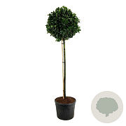 Prunus l. Etna 180 cm stam cont. 130L extra