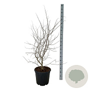 Vitex agnus-castus 80-100 cm 30L extra