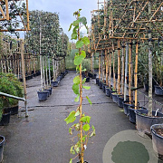 Actinidia deliciosa Solissimo 200-250 cm 10L