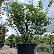 Acer palmatum 200-250 cm container solitair