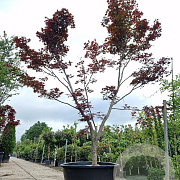 Acer pal. 'Bloodgood' 450-500 cm cont. 500L