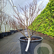 Acer pal. 'Bloodgood' 80-100 cm 6L meerstammig