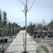 Albizia julibr. Ombrella 200 cm stam container 12-14