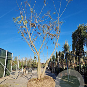 Albizia julibrissin 400-450 cm draadkluit meerstammig