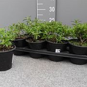 Aloysia triphylla P14
