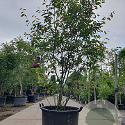 Amelanchier lamarckii 200-250 cm container extra