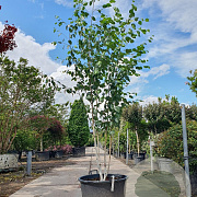Betula utilis jacquemontii 200-250 cm container meerstammig extra