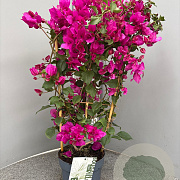 Bougainvillea gl. 'Sanderiana' 50-60 cm 4,5L