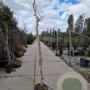 Campsis radicans 200-250 cm container meerstammig
