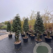 Camellia sasanqua 200-250 cm container meerstammig