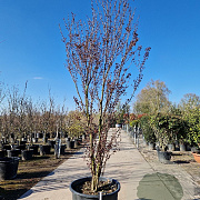 Cercidiphyllum j. 'Rotfuchs' 250-300 cm cont. 160L