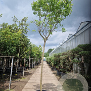 Chitalpa tashkentensis 220 cm stam container 20-25