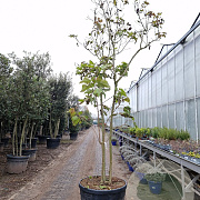 Clerodendrum trichotomum 300-350 cm container meerstammig karakter