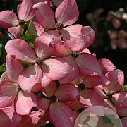 Cornus k. 'Fireworks' 250-300 cm container meerstammig