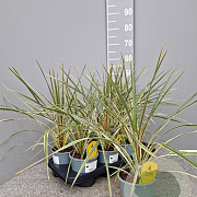 Cordyline variegata 40-50 cm C1.2