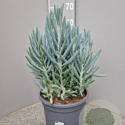 Curio ficoides 'Mount Everest' GM 9L