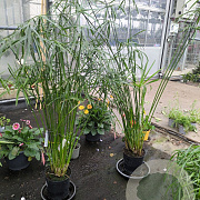 Cyperus glaber GM C5