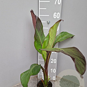 Ensete ventricosum 'Maurelii' P12