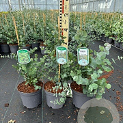 Eucalyptus gunnii 40-50 cm 3,0L