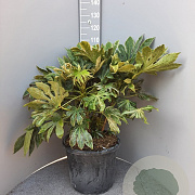 Fatsia japonica 'Spider's Web' 60-80 cm container
