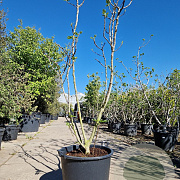Ficus car. 'Brown Turkey' 200-250 cm container meerstammig